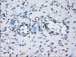 ID3 Antibody in Immunohistochemistry (Paraffin) (IHC (P))