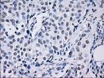 ID3 Antibody in Immunohistochemistry (Paraffin) (IHC (P))