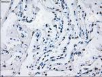 ID3 Antibody in Immunohistochemistry (Paraffin) (IHC (P))