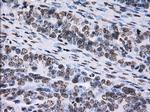 ID3 Antibody in Immunohistochemistry (Paraffin) (IHC (P))