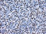 ID3 Antibody in Immunohistochemistry (Paraffin) (IHC (P))