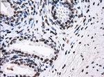 ID3 Antibody in Immunohistochemistry (Paraffin) (IHC (P))