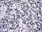 ID3 Antibody in Immunohistochemistry (Paraffin) (IHC (P))