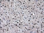 ID3 Antibody in Immunohistochemistry (Paraffin) (IHC (P))