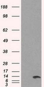 ID3 Antibody in Western Blot (WB)