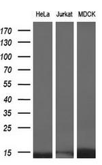 ID3 Antibody in Western Blot (WB)