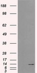 ID3 Antibody in Western Blot (WB)