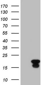 ID4 Antibody in Western Blot (WB)