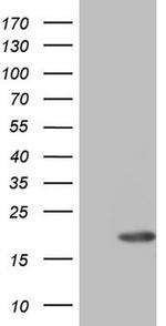 ID4 Antibody in Western Blot (WB)