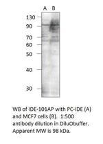 Insulin degrading enzyme Antibody in Western Blot (WB)