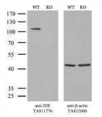 IDE Antibody in Western Blot (WB)