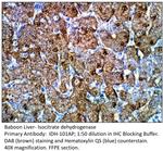 Isocitrate dehydrogenase Antibody in Immunohistochemistry (IHC)