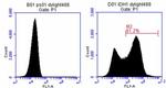 IDH1 Antibody in Flow Cytometry (Flow)