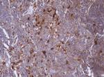 IDH1 Antibody in Immunohistochemistry (Paraffin) (IHC (P))