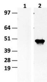 IDH1 Antibody in Western Blot (WB)