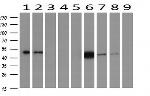 IDH1 Antibody in Western Blot (WB)