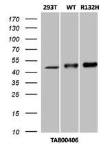 IDH1 Antibody in Western Blot (WB)