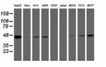 IDH1 Antibody in Western Blot (WB)