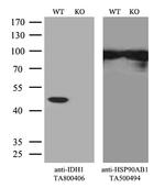 IDH1 Antibody in Western Blot (WB)