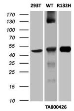 IDH1 Antibody in Western Blot (WB)