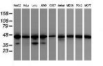 IDH1 Antibody in Western Blot (WB)