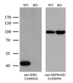 IDH1 Antibody in Western Blot (WB)