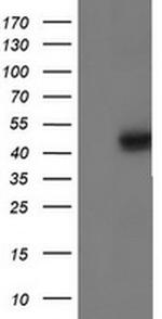 IDH1 Antibody in Western Blot (WB)