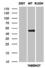 IDH1 Antibody in Western Blot (WB)