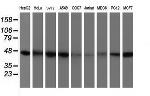 IDH1 Antibody in Western Blot (WB)