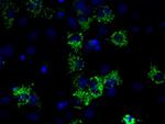 IDH3A Antibody in Immunocytochemistry (ICC/IF)