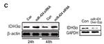 IDH3A Antibody in Western Blot (WB)