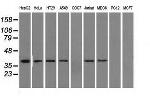 IDH3A Antibody in Western Blot (WB)