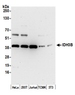 IDH3B Antibody in Western Blot (WB)