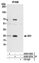 IDI1 Antibody in Western Blot (WB)