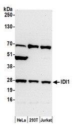IDI1 Antibody in Western Blot (WB)