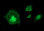 IDO1 Antibody in Immunocytochemistry (ICC/IF)