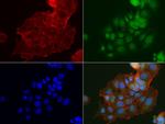 IDO1 Antibody in Immunocytochemistry (ICC/IF)