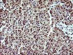 IDO1 Antibody in Immunohistochemistry (Paraffin) (IHC (P))