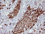 IDO1 Antibody in Immunohistochemistry (Paraffin) (IHC (P))