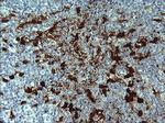 IDO1 Antibody in Immunohistochemistry (Paraffin) (IHC (P))