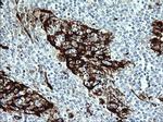 IDO1 Antibody in Immunohistochemistry (Paraffin) (IHC (P))