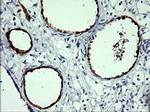 IDO1 Antibody in Immunohistochemistry (Paraffin) (IHC (P))