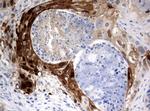 IDO1 Antibody in Immunohistochemistry (Paraffin) (IHC (P))