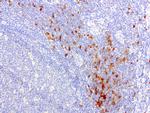 IDO1 Antibody in Immunohistochemistry (Paraffin) (IHC (P))