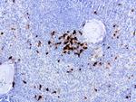 IDO1 Antibody in Immunohistochemistry (Paraffin) (IHC (P))