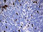 IDO1 Antibody in Immunohistochemistry (Paraffin) (IHC (P))