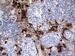 IDO1 Antibody in Immunohistochemistry (Paraffin) (IHC (P))