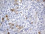 IDO1 Antibody in Immunohistochemistry (Paraffin) (IHC (P))