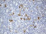 IDO1 Antibody in Immunohistochemistry (Paraffin) (IHC (P))