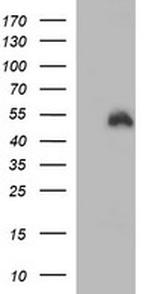 IDO1 Antibody in Western Blot (WB)